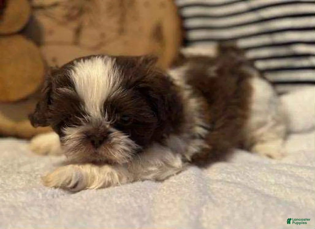 Shih Tzu dogs for sale: Noah - Ad 1