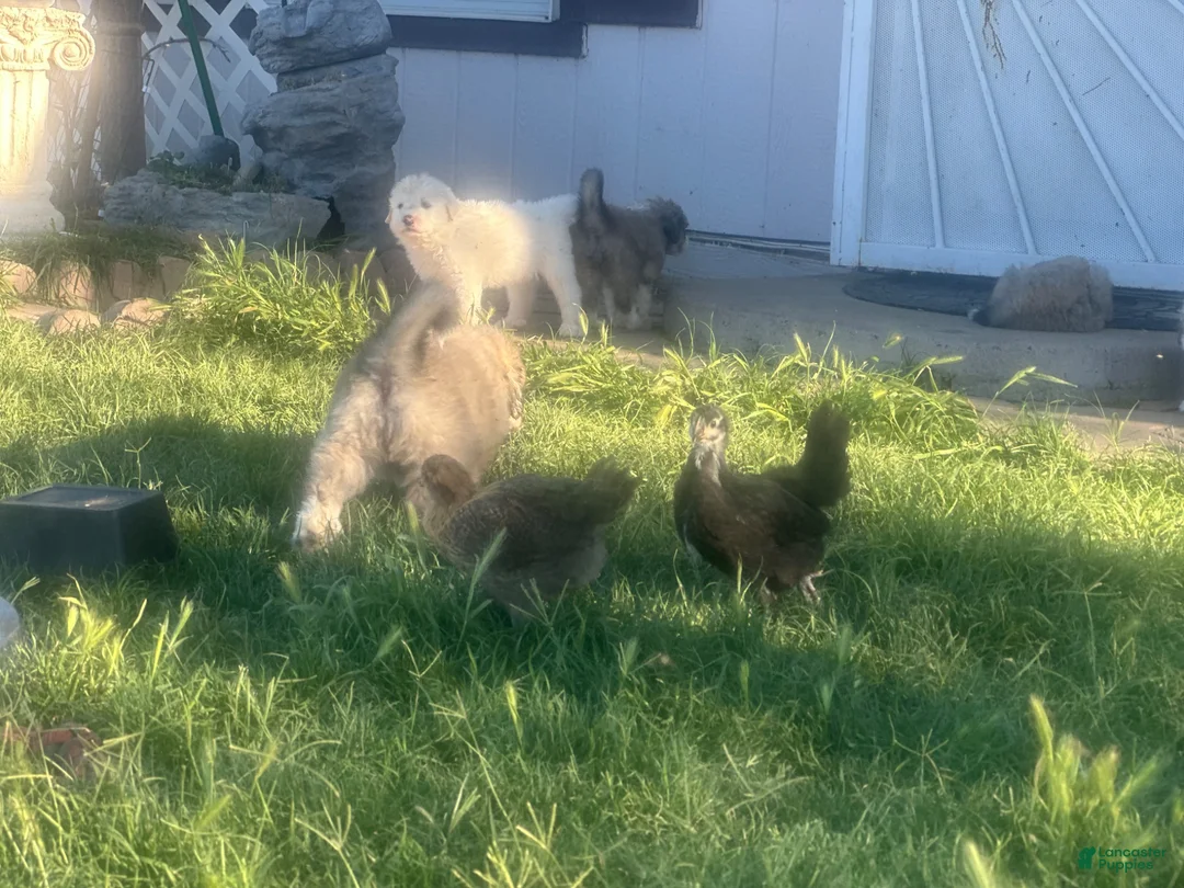 Mixed Breed dogs for sale: Mixed Breed Puppy 5 - Ad 1