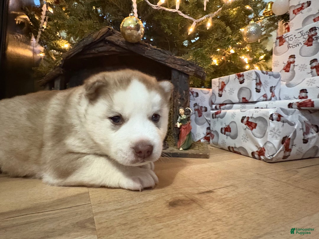 Mixed Breed dogs for sale: David - Ad 2