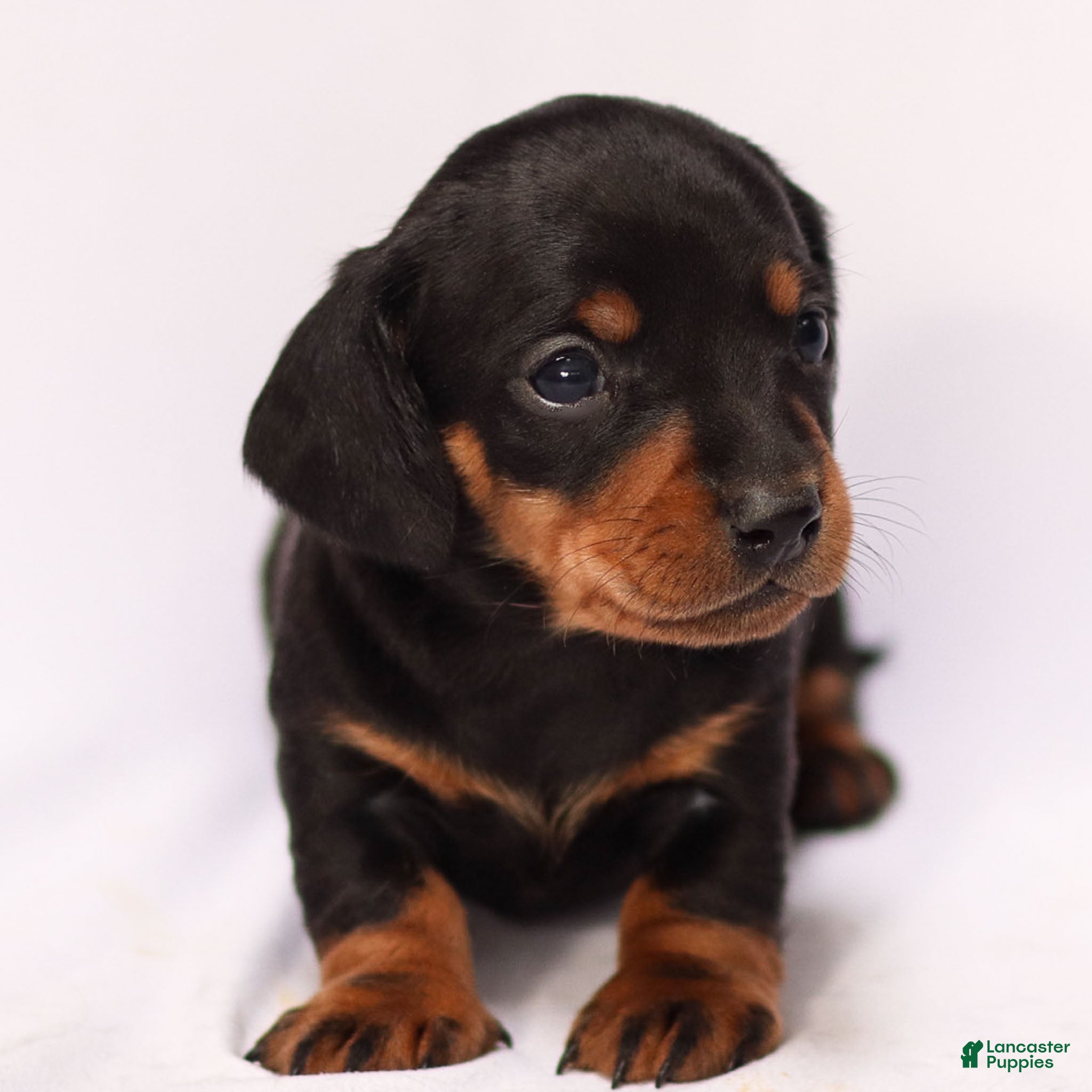 Miniature Dachshund dogs Romeo - Ad 12