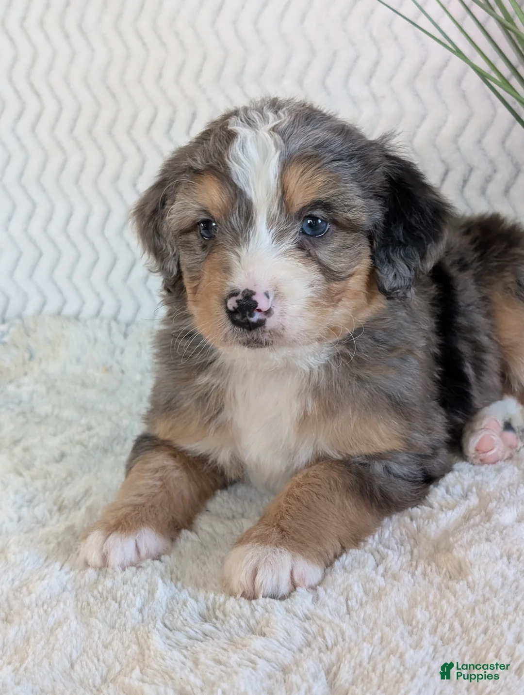 Mini Bernedoodle dogs for sale: Mini Niko  - Ad 8
