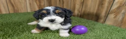 Mini Aussiedoodle dogs for sale: Sunset Girl 4 - Ad 1