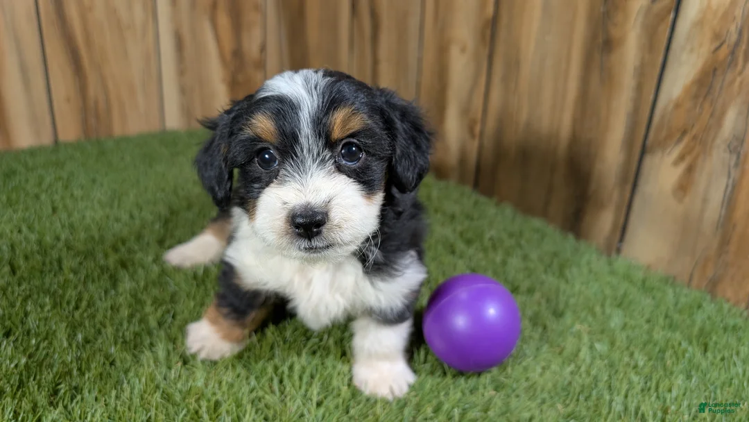 Mini Aussiedoodle dogs for sale: Sunset Girl 4 - Ad 1