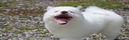 Pomsky dogs for sale: Prince - Ad 16
