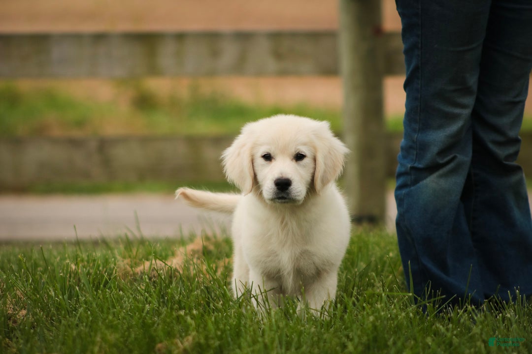 Golden Retriever dogs Norah - Ad 1