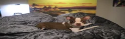 Boston Terrier dogs for sale: Boston Terrier 2 - Ad 1
