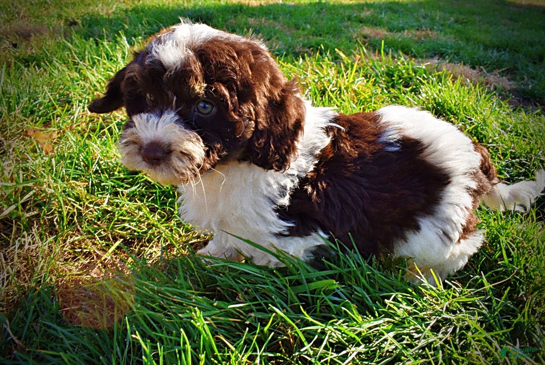 Havapoo dogs for sale: Presley - Ad 13