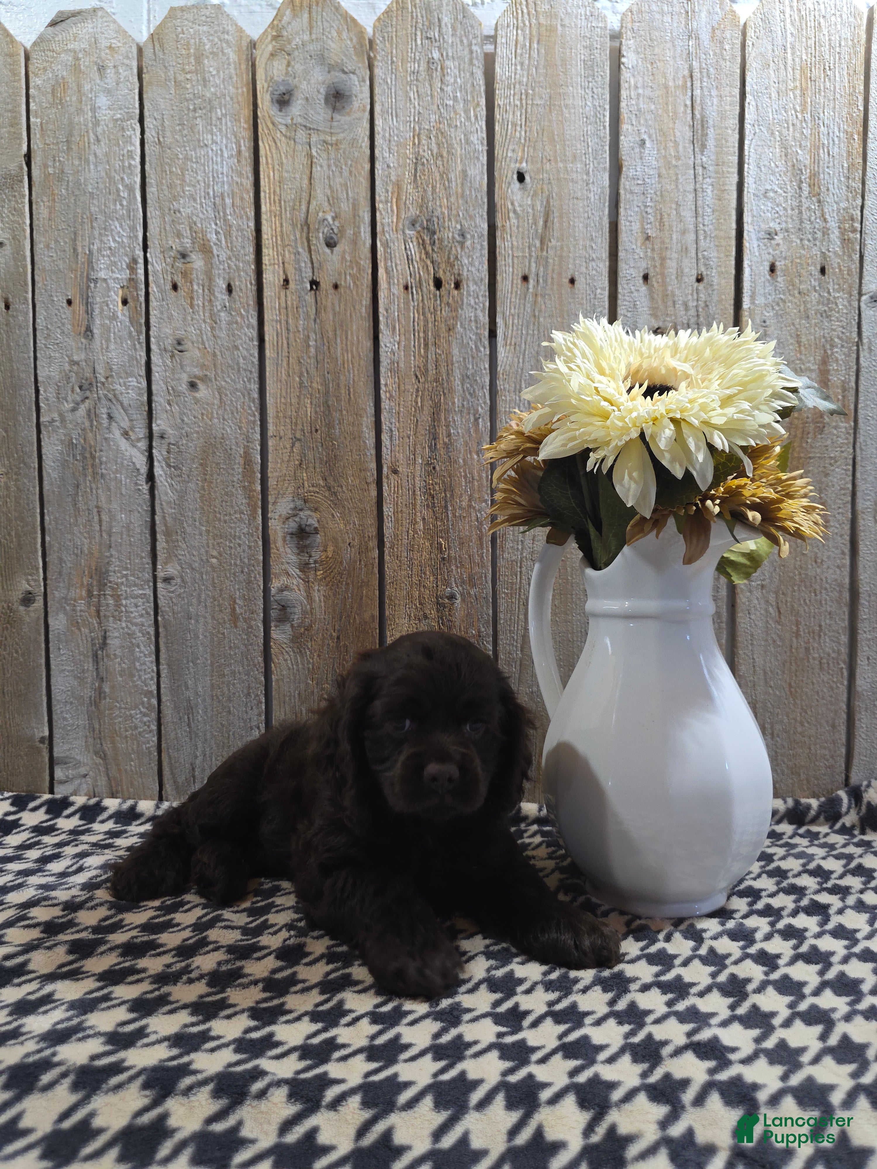 Cocker Spaniel dogs Cody - Ad 1