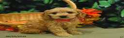 Cockapoo dogs for sale: Stacy  - Ad 3