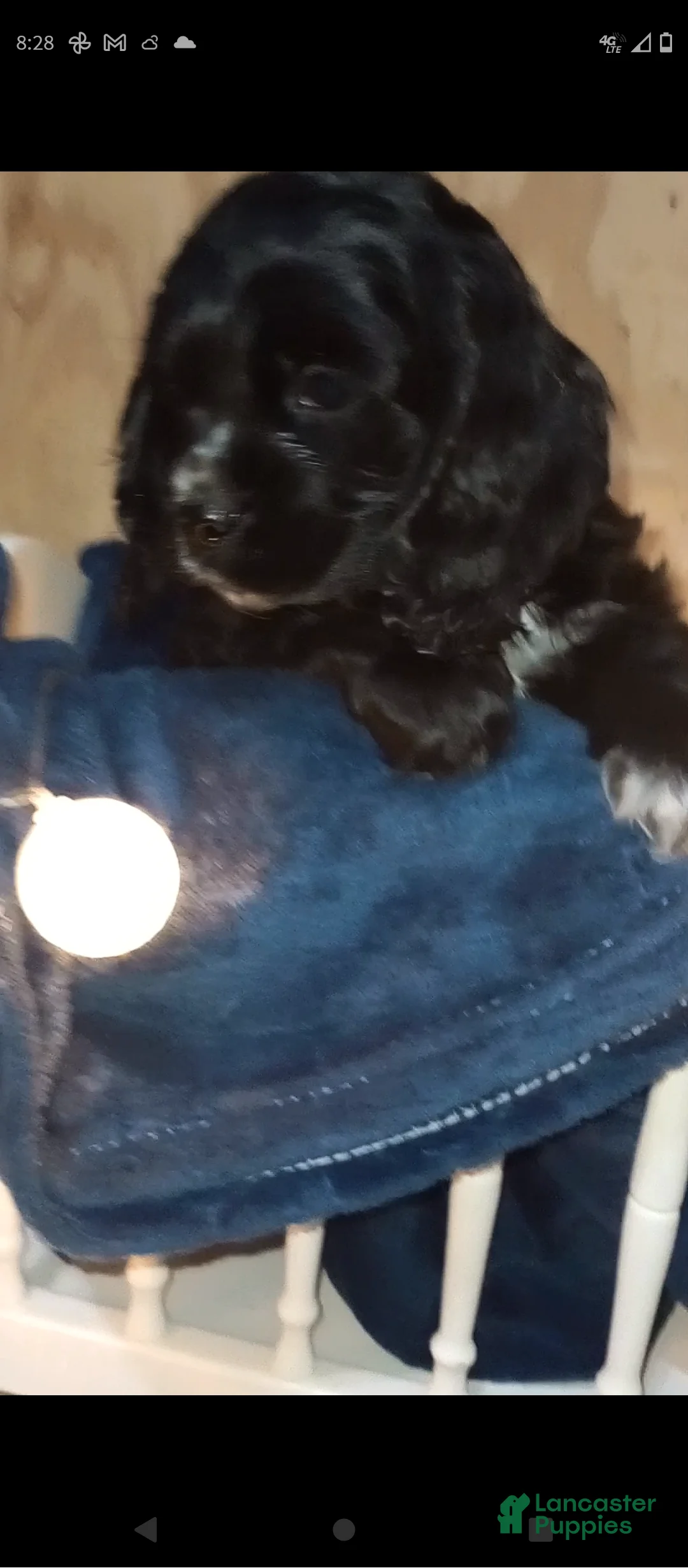 Cocker Spaniel dogs for sale: Bear - Ad 4