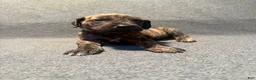 Great Dane dogs for sale: Light blue collar - Ad 3
