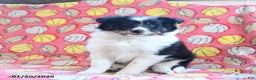 Shetland Sheepdog dogs for sale: Dream  - Ad 2