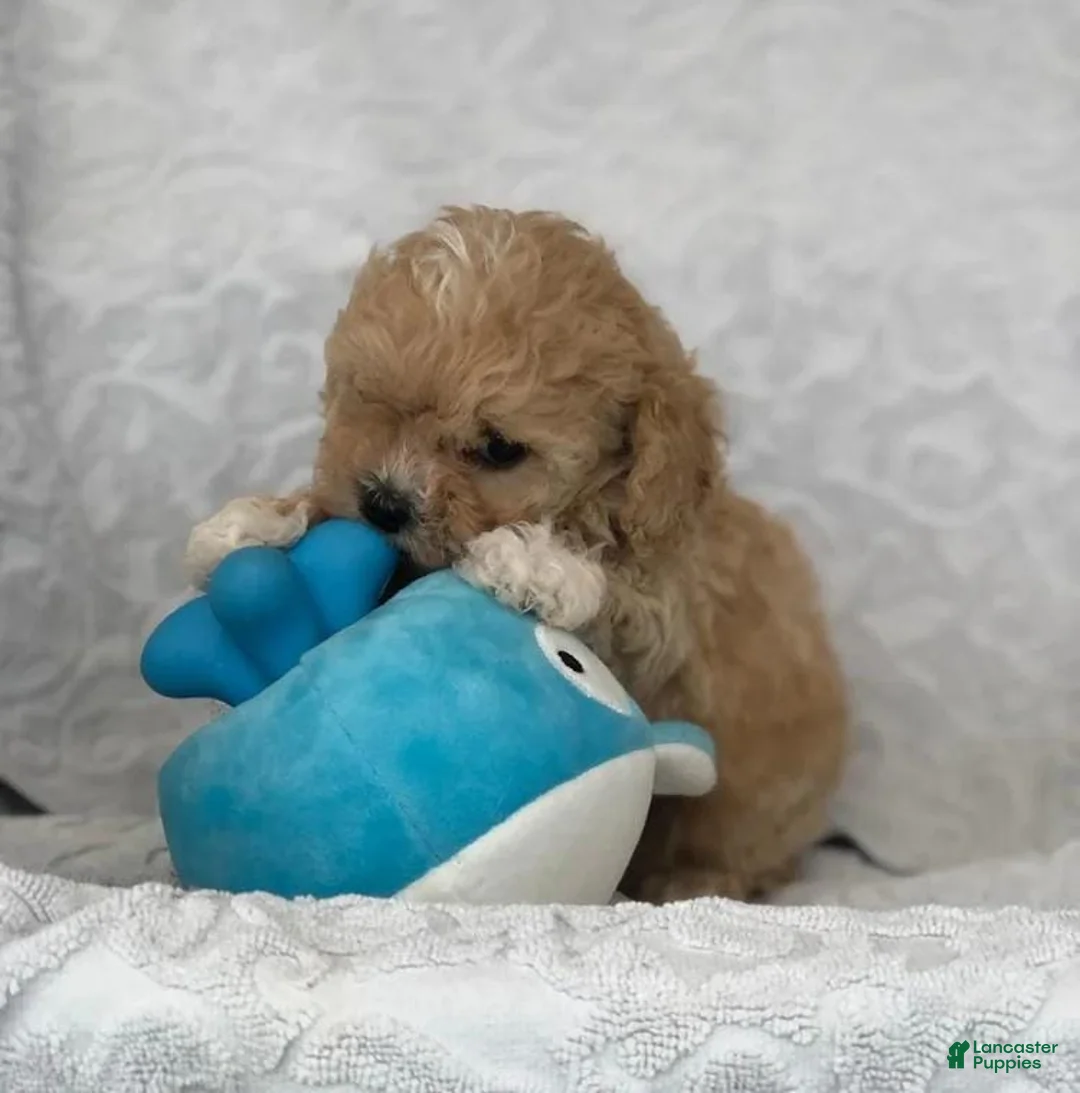 Maltipoo dogs for sale: Simon - Ad 10