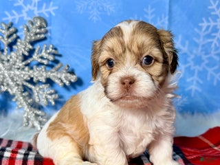 Teddy Bear dogs Joy - Ad 14