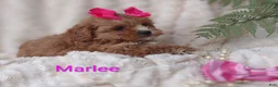 Shihpoo dogs for sale: Shihpoo Puppy 7 Marlee - Ad 11