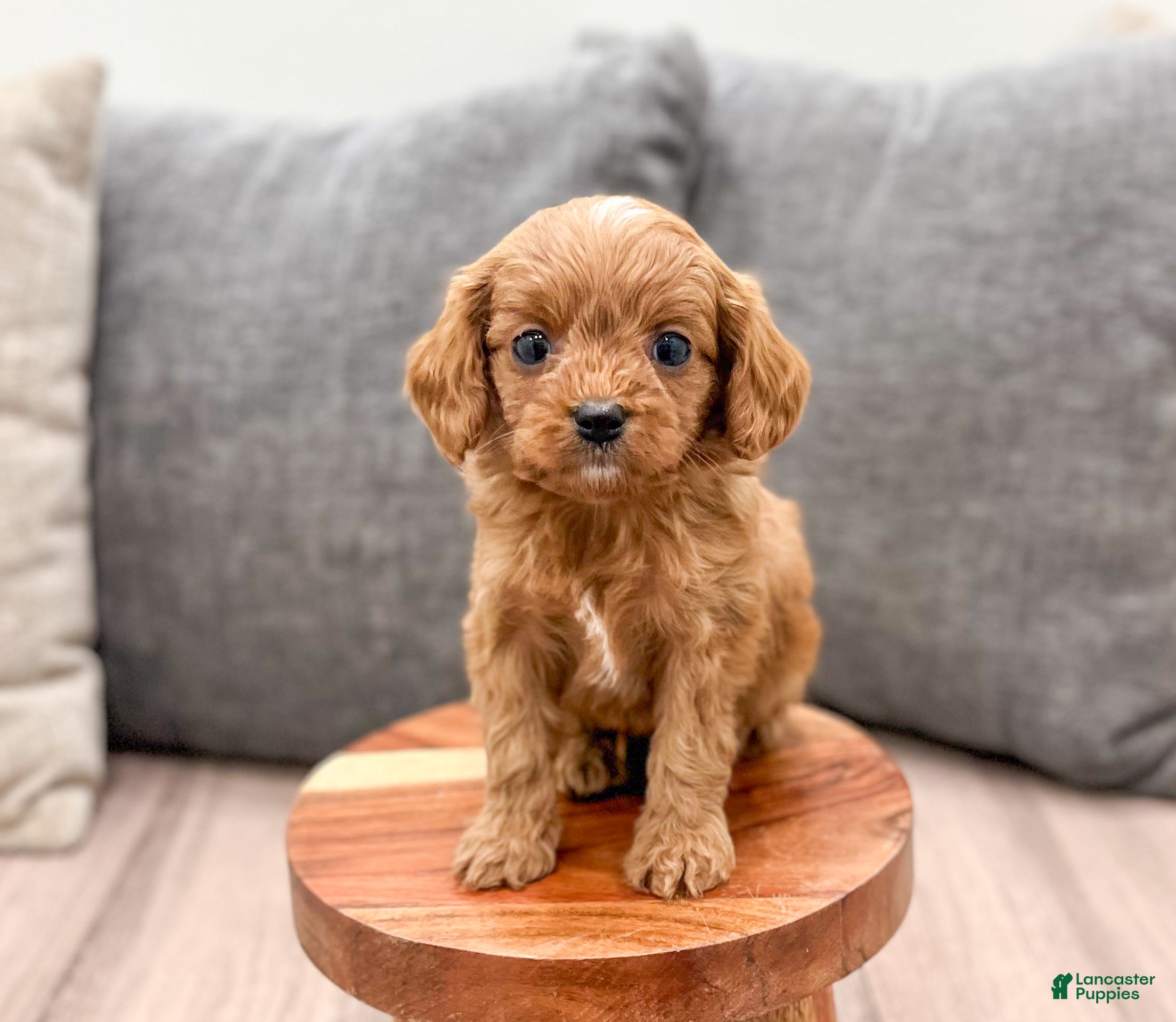 Cavapoo dogs Jerry - Ad 11