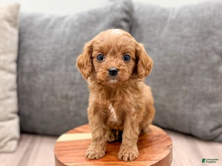 Cavapoo dogs Jerry - Ad 31