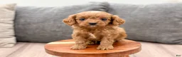 Cavapoo dogs for sale: Jerry - Ad 2