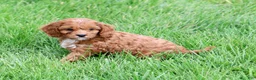 Cavapoo dogs for sale: Biscuit - Ad 7