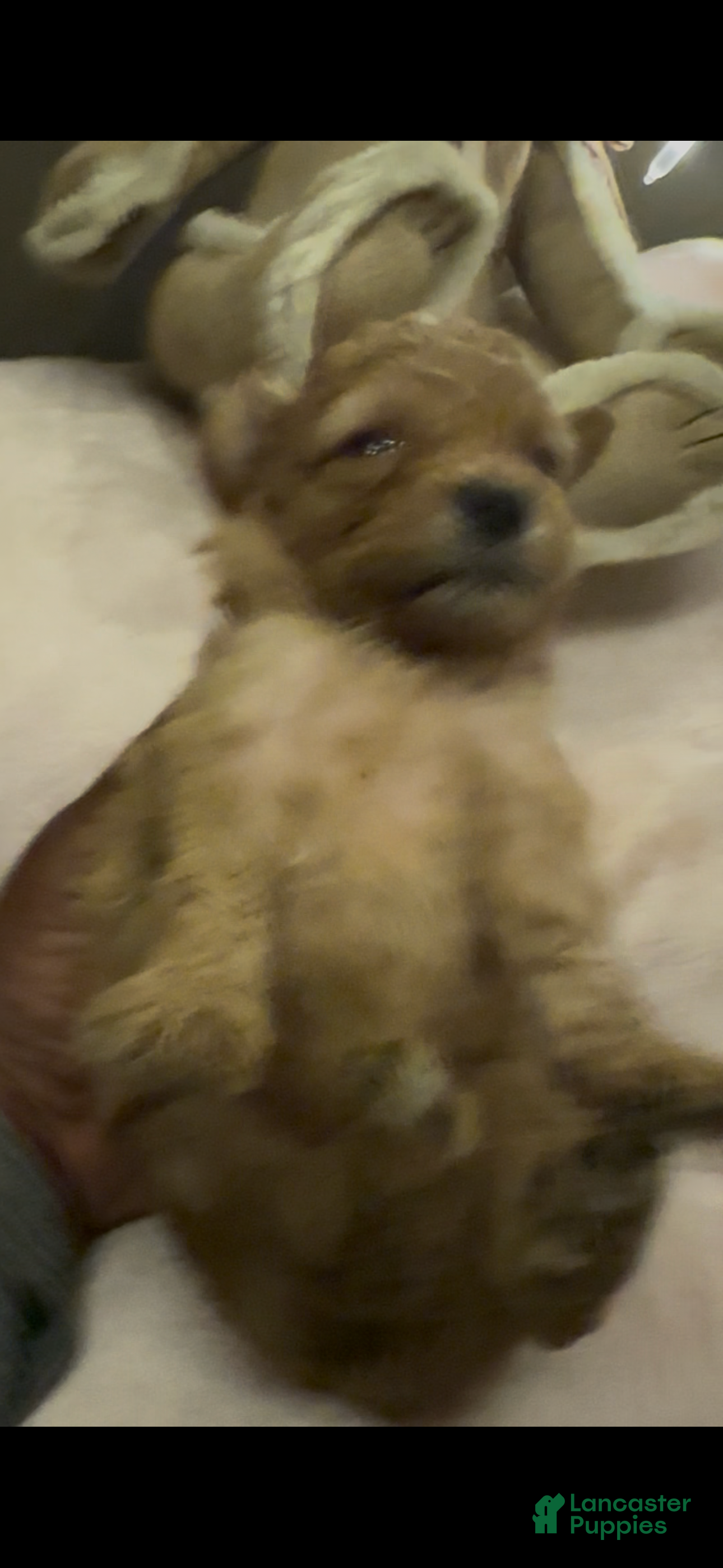 Mixed Breed dogs Teddy  - Ad 30
