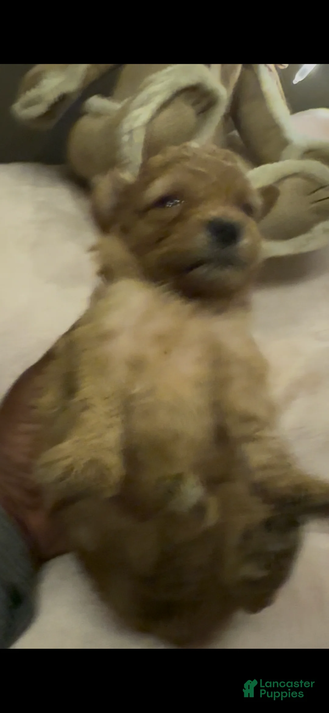 Mixed Breed dogs for sale: Teddy  - Ad 1
