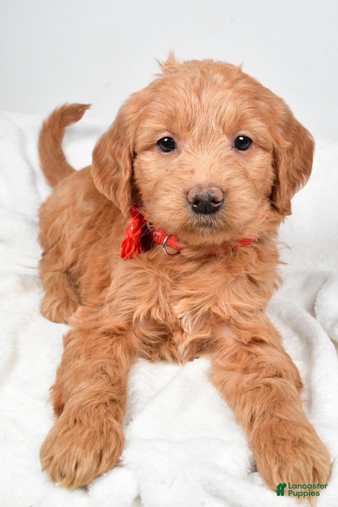 Mini Goldendoodle dogs for sale: Beverly - Ad 4