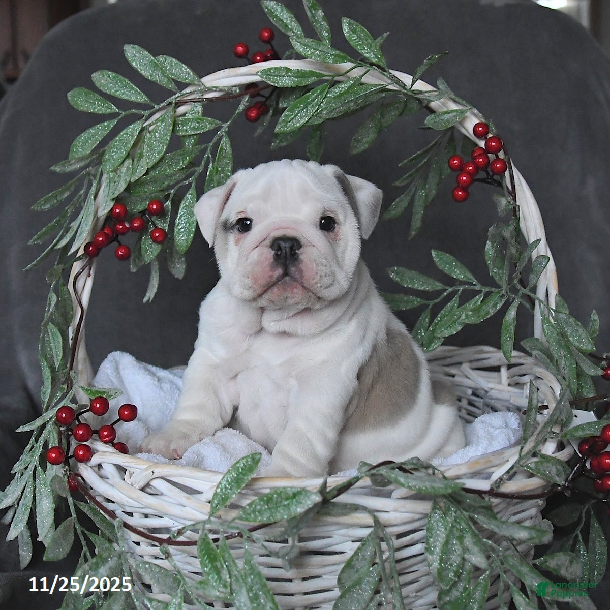 English Bulldog dogs Pearl - Ad 23