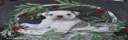 English Bulldog dogs for sale: Pearl - Ad 1
