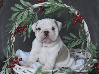 English Bulldog dogs Pearl - Ad 30