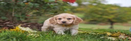 Cocker Spaniel dogs for sale: Cinnamon - Ad 4