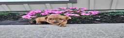 Miniature Dachshund dogs for sale: Fritz - Ad 5