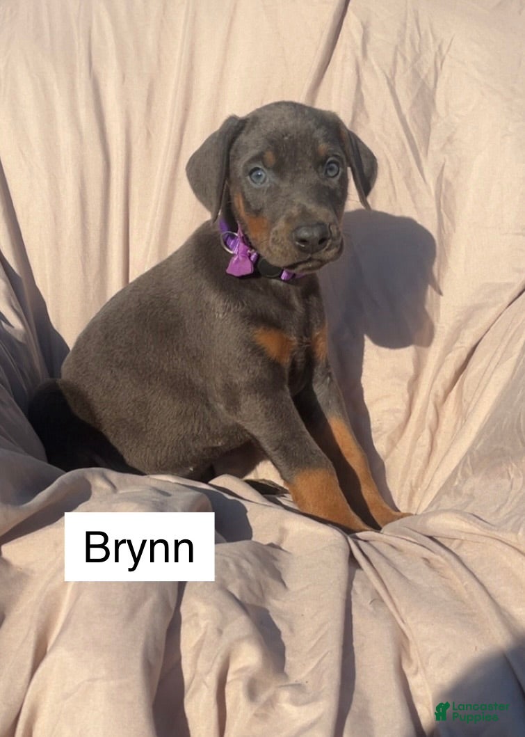 Doberman Pinscher dogs Brynn - Ad 2