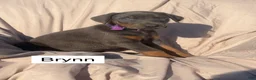 Doberman Pinscher dogs for sale: Brynn - Ad 2