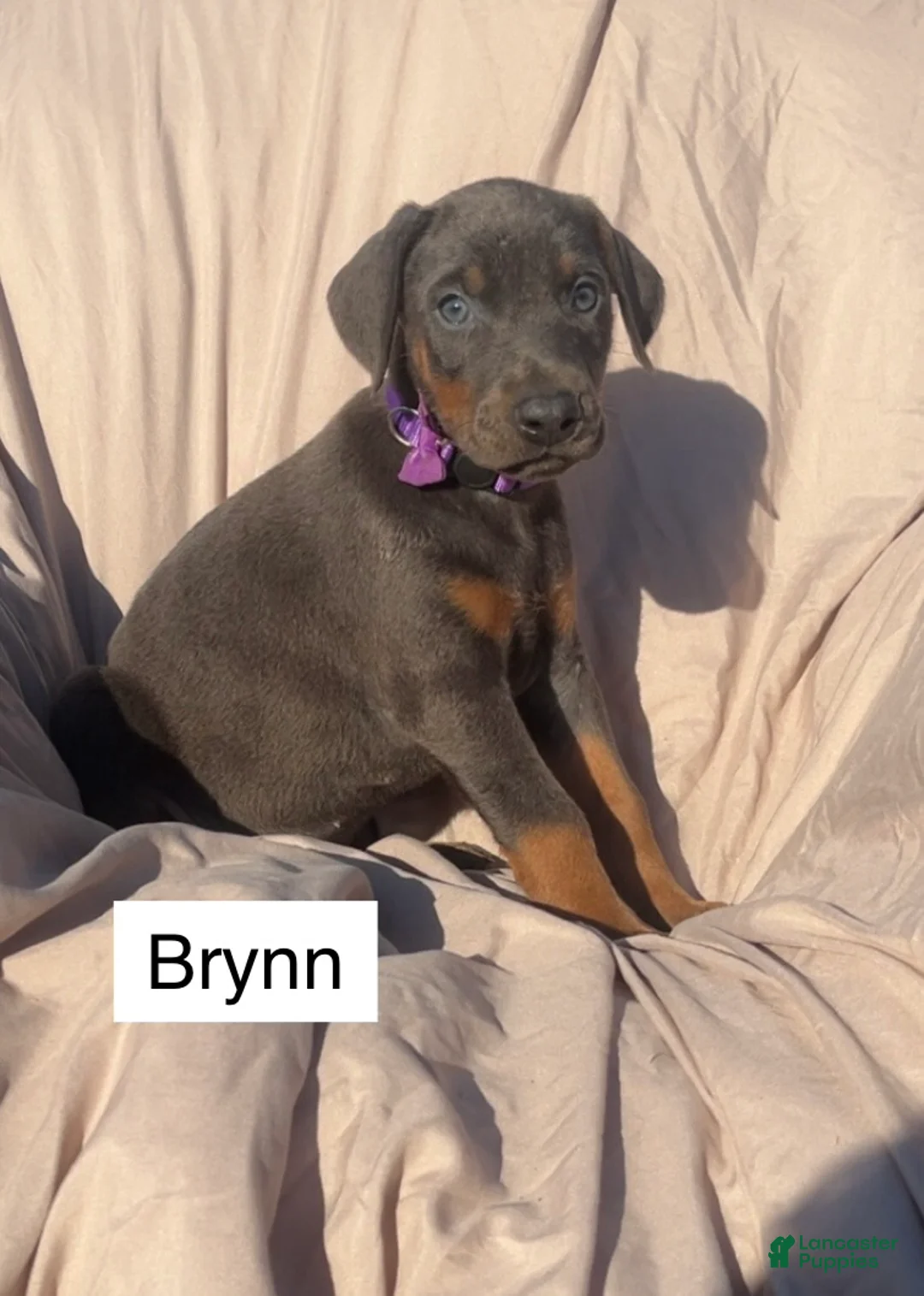 Doberman Pinscher dogs for sale: Brynn - Ad 2