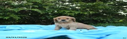Miniature Golden Retriever dogs for sale: Bennet - Ad 3