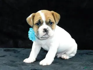 Mixed Breed dogs for sale: Jake - Ad 2