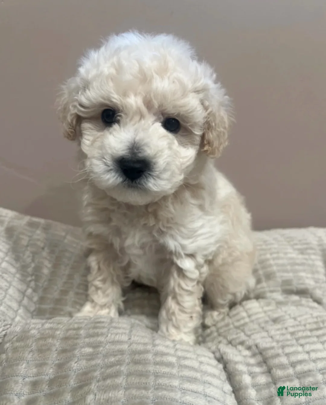 Toy Poodle dogs for sale: Teddy - Ad 2