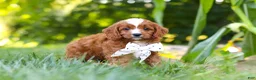 Cavapoo dogs for sale: Jayce - Ad 6