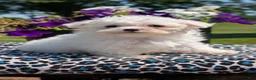 Maltese dogs for sale: Tulip - Ad 8