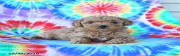 Mini Goldendoodle dogs for sale: Charlie - Ad 3