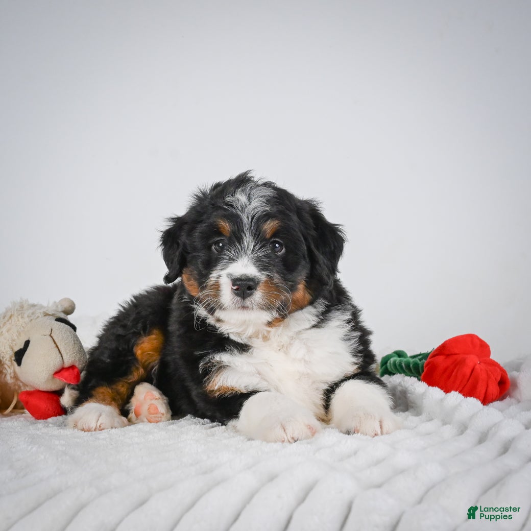 Mini Bernedoodle dogs Samson - Ad 1