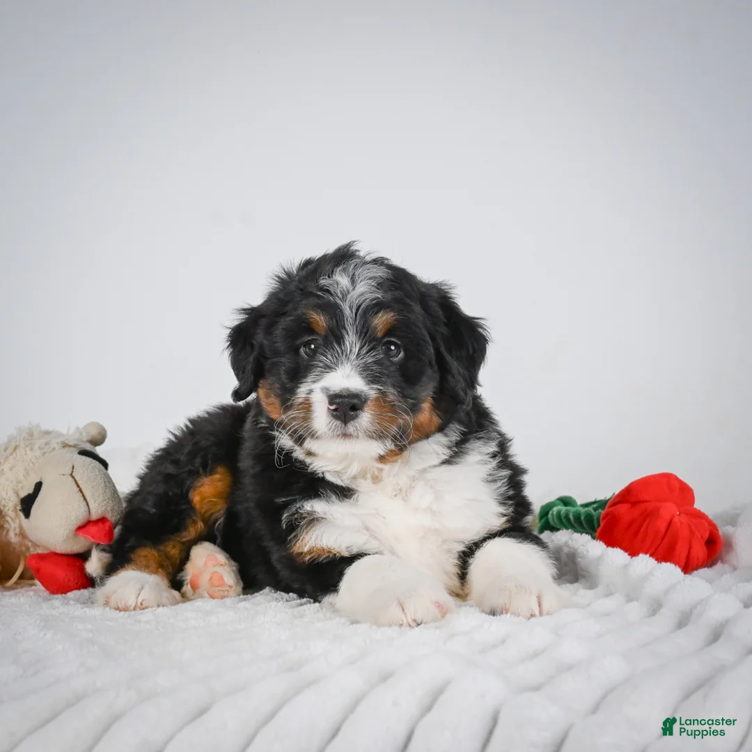 Mini Bernedoodle dogs for sale: Samson - Ad 1