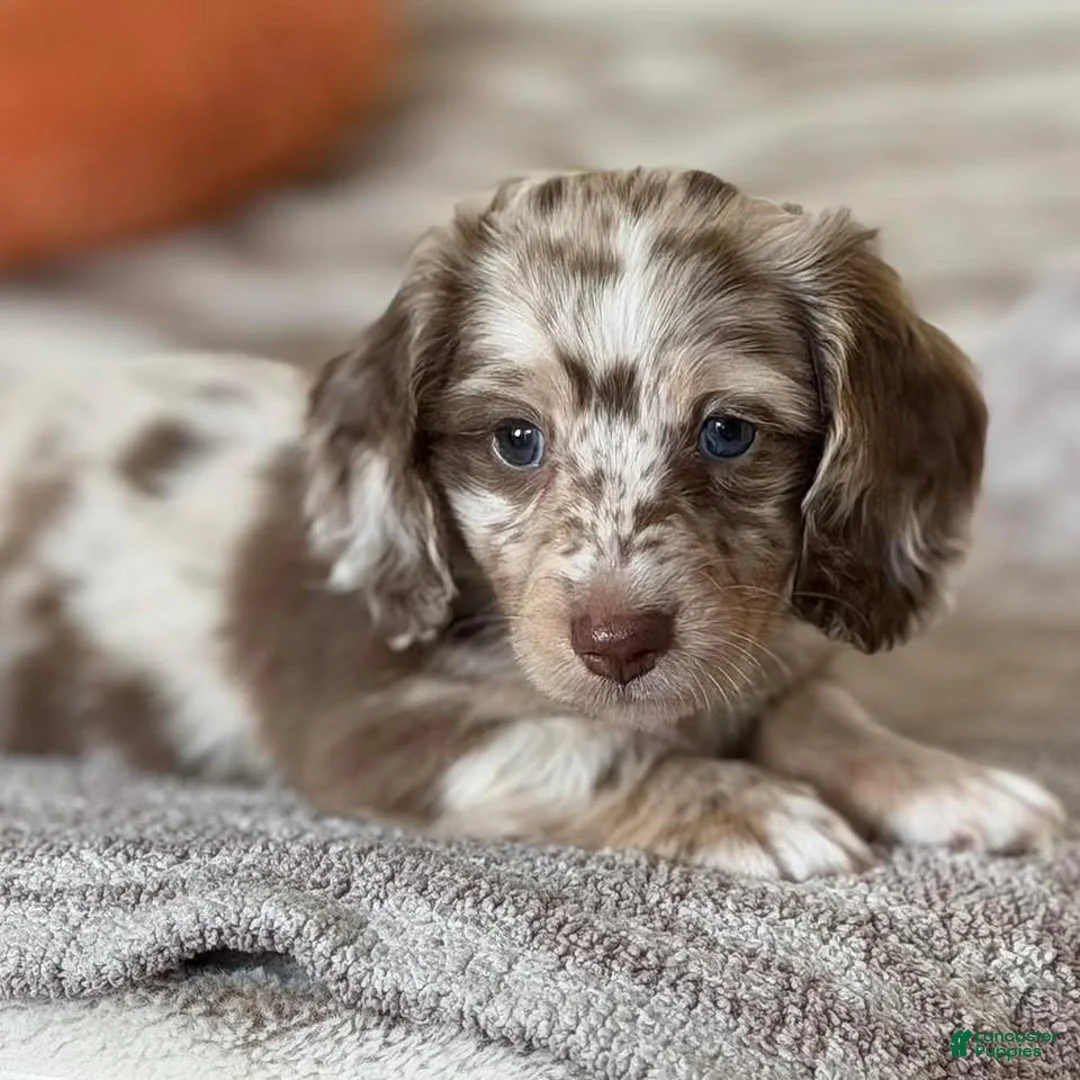 Miniature Dachshund dogs for sale: Miniature Dachshund Puppy 4 - Ad 2