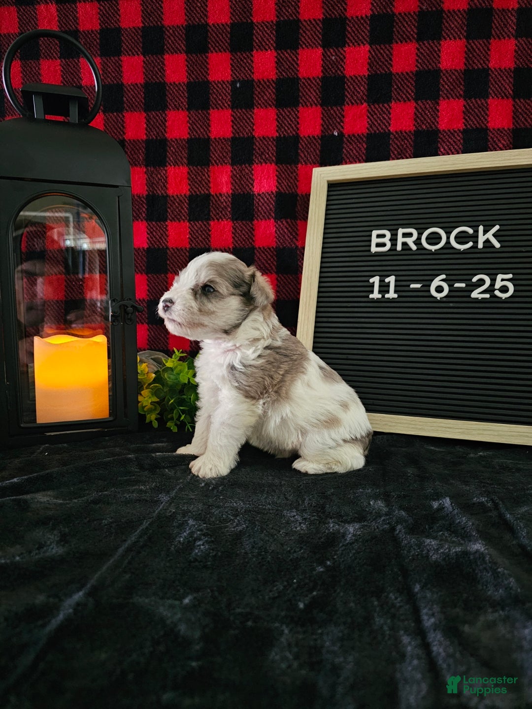 Miniature Schnauzer dogs for sale: Buster - Ad 12