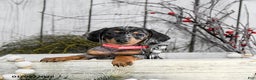 Miniature Dachshund dogs for sale: Annie - Ad 2