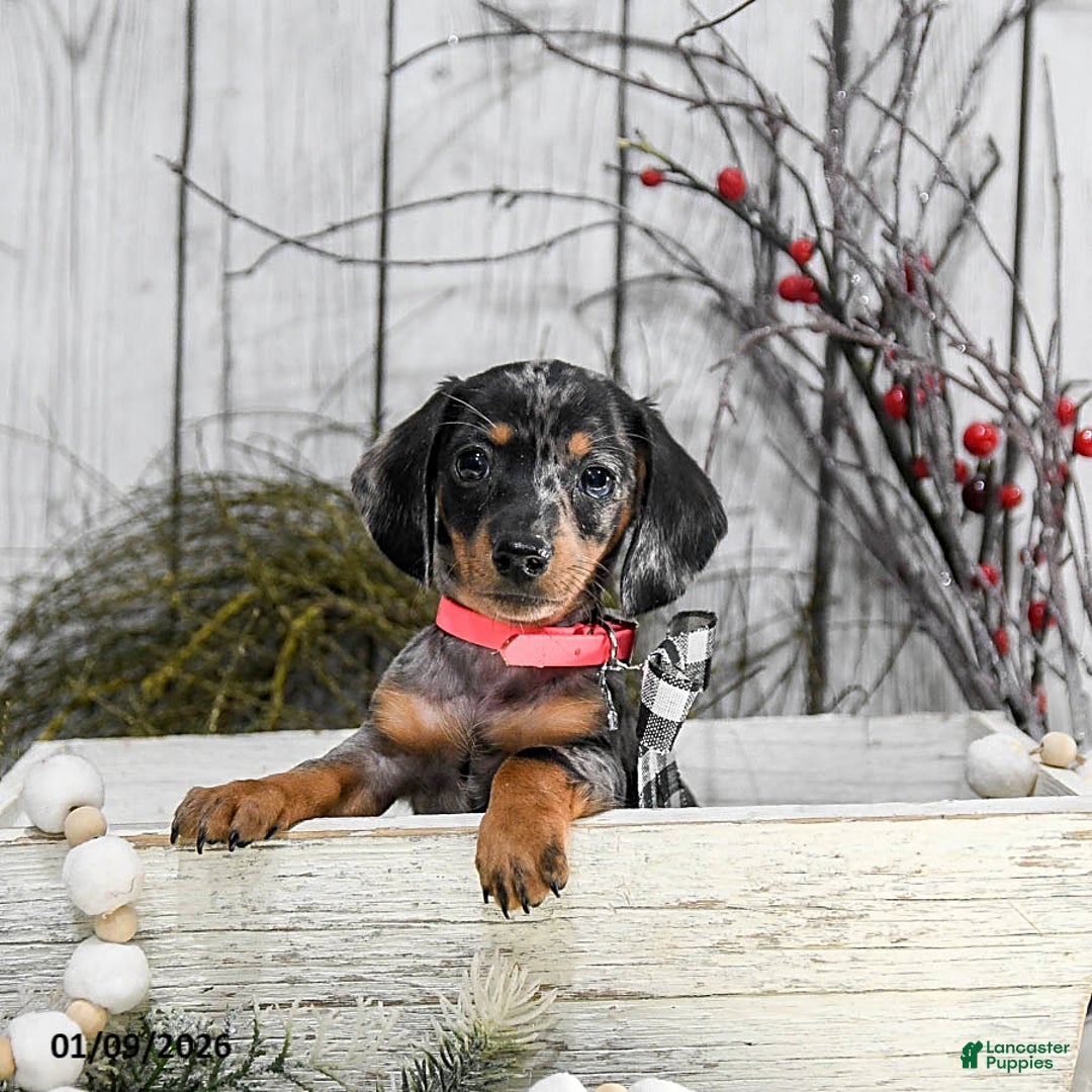 Miniature Dachshund dogs for sale: Annie - Ad 2