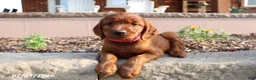 Irish Setter dogs for sale: Avorie - Ad 3