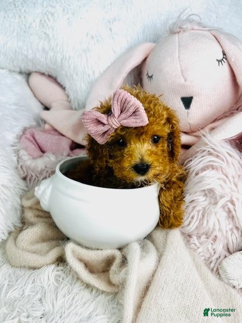 Toy Poodle dogs Toy Poodle Puppy 1 - Ad 22