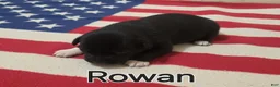 Australian Shepherd dogs for sale: Rowan - Ad 5