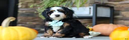 Mini Bernedoodle dogs for sale: Luke🐾 - Ad 5